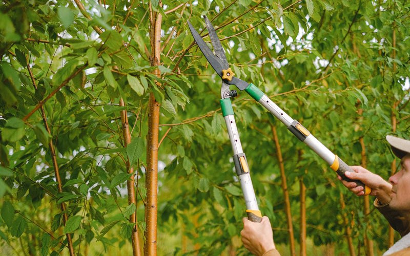Tree trimming in Rutherfordton, NC